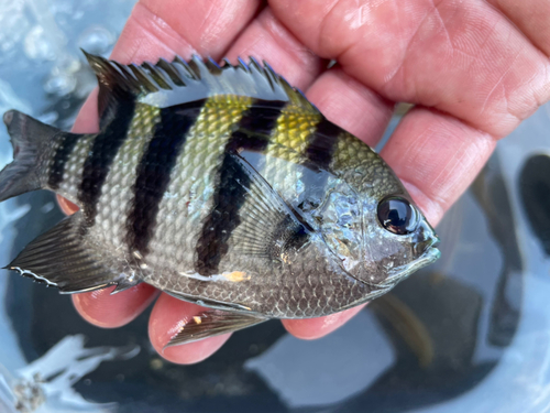 オヤビッチャの釣果