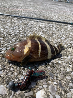 オオモンハタの釣果