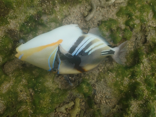 ムラサメモンガラの釣果