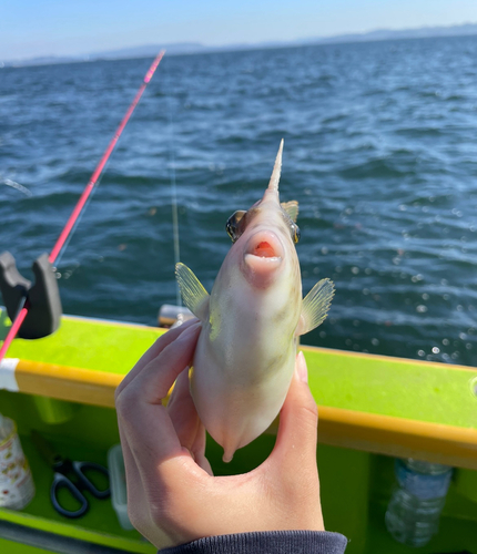 カワハギの釣果