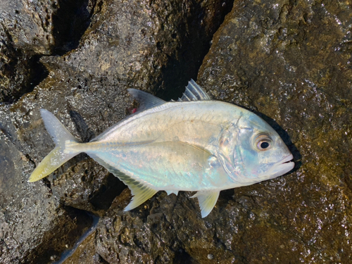 メッキの釣果