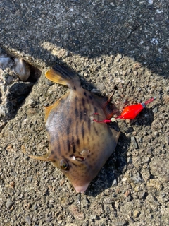 カワハギの釣果