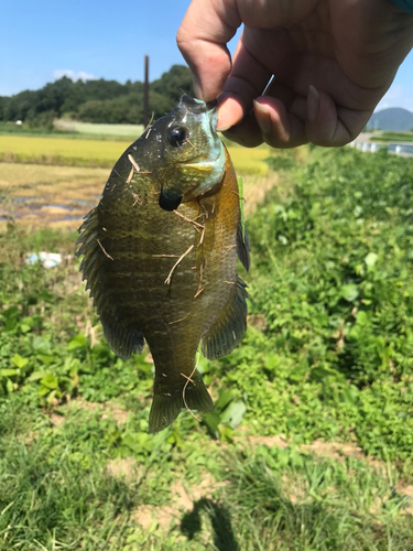 ブルーギルの釣果