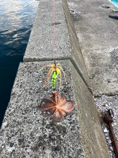 タコの釣果