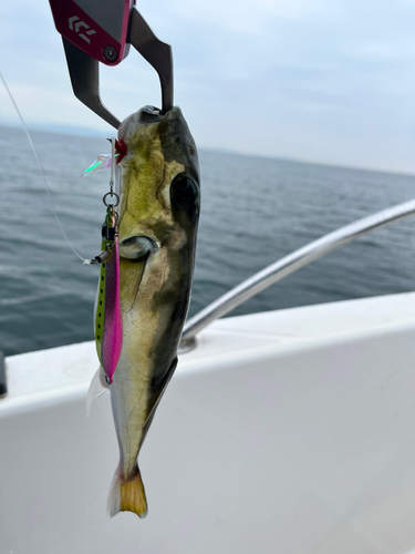 シロサバフグの釣果