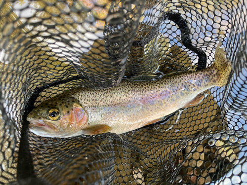 ニジマスの釣果