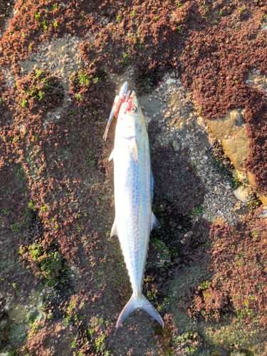 サゴシの釣果