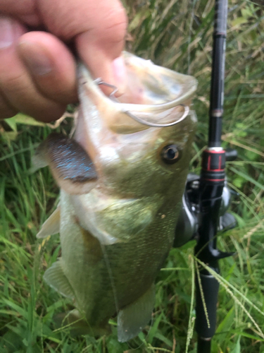 ラージマウスバスの釣果