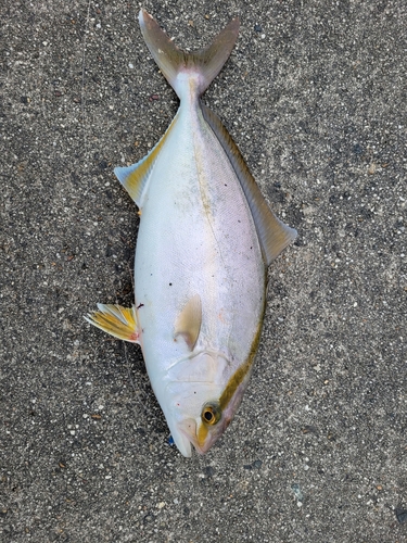 ショゴの釣果