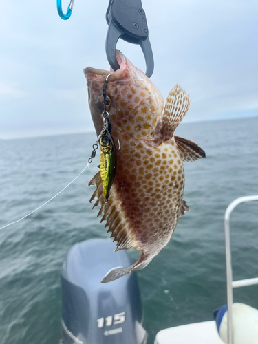 オオモンハタの釣果