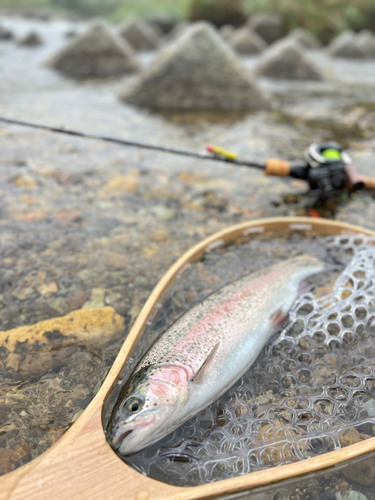 ニジマスの釣果