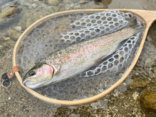 ニジマスの釣果