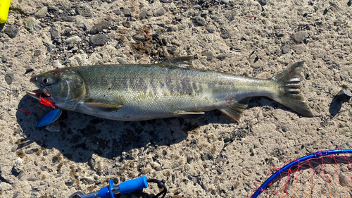 アキアジの釣果