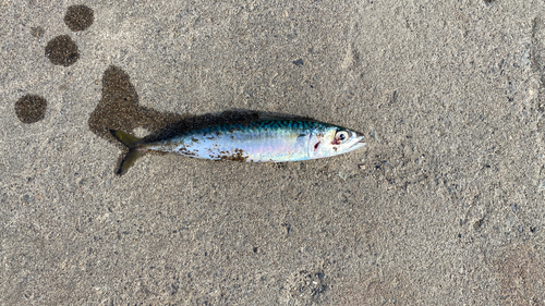 サバの釣果