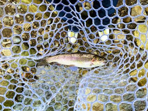 ニジマスの釣果