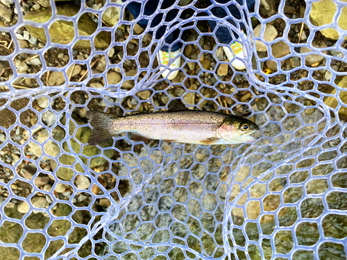 ニジマスの釣果