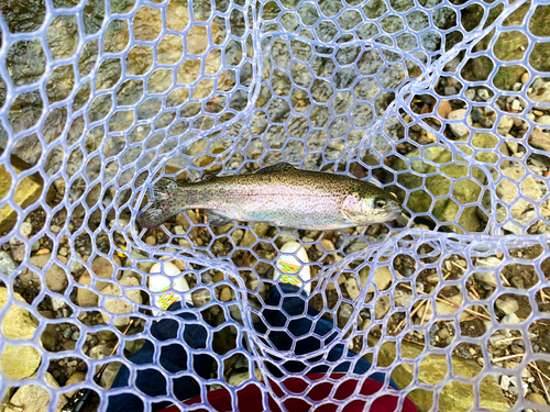 ニジマスの釣果