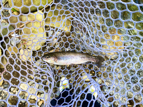 ニジマスの釣果