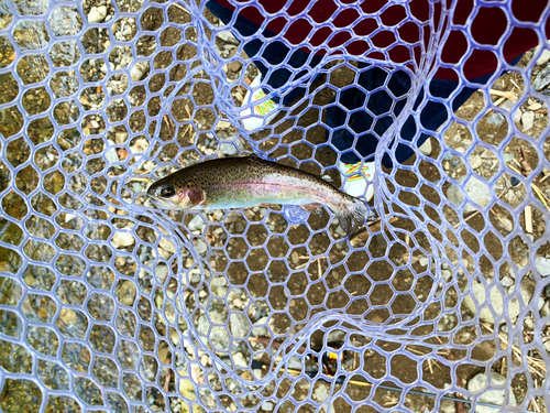 ニジマスの釣果