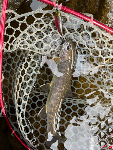 オショロコマの釣果