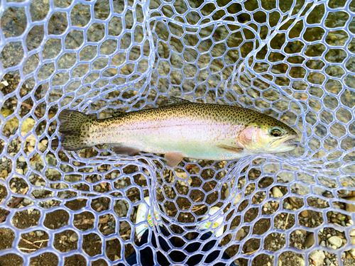 ニジマスの釣果