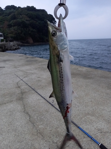 サゴシの釣果