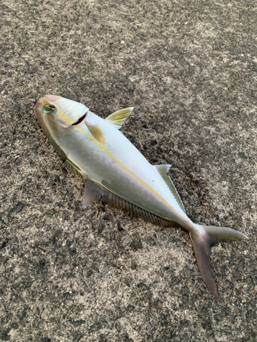 カンパチの釣果