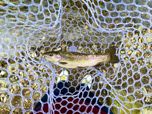 ニジマスの釣果