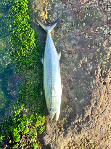 サゴシの釣果