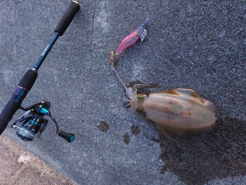 アオリイカの釣果