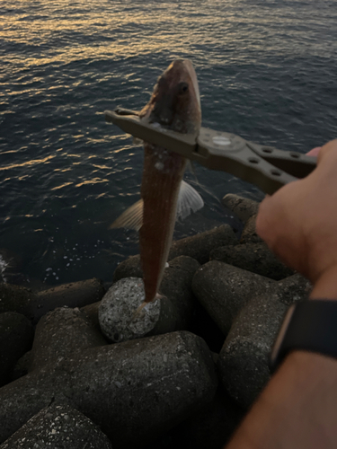 エソの釣果