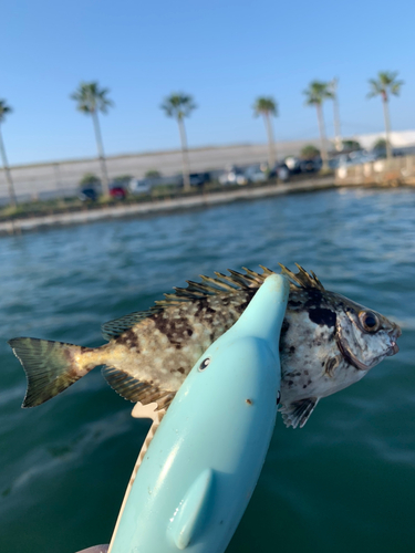 アイゴの釣果