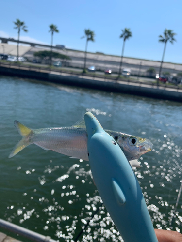 サッパの釣果