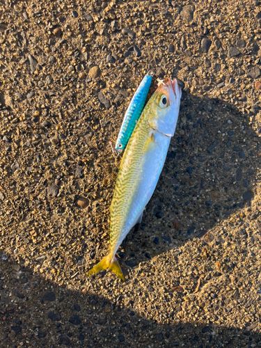 サバの釣果