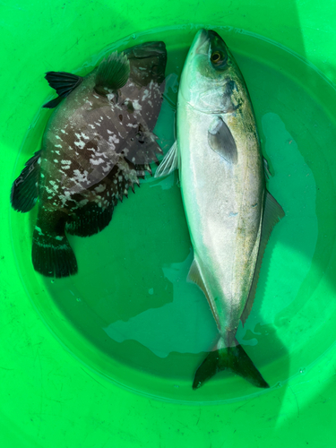 ワカシの釣果