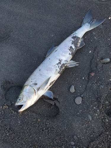 アキアジの釣果