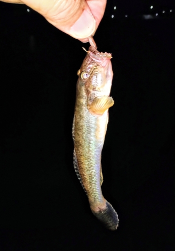 マハゼの釣果