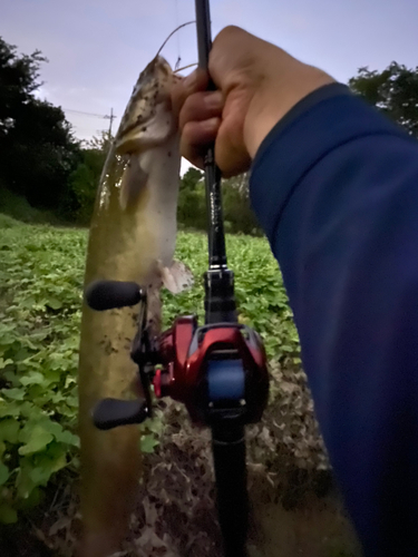 ナマズの釣果