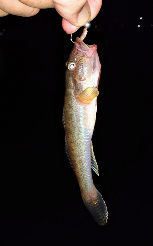 マハゼの釣果