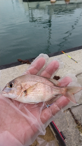 チャリコの釣果