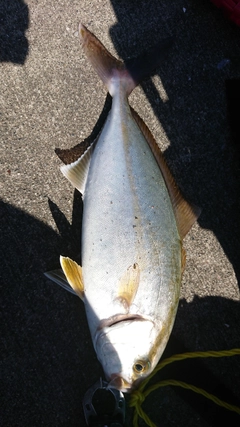 ショッコの釣果