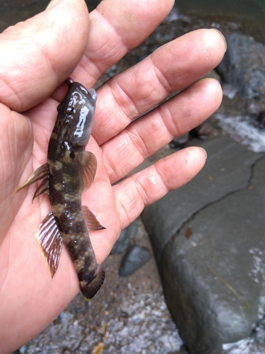 ウキゴリの釣果