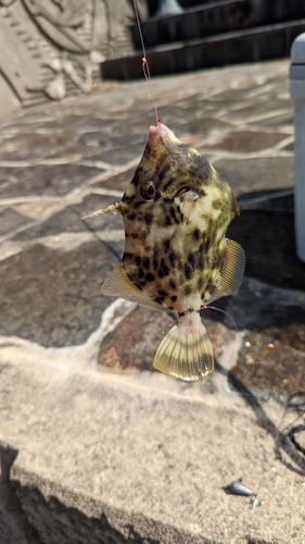 カワハギの釣果