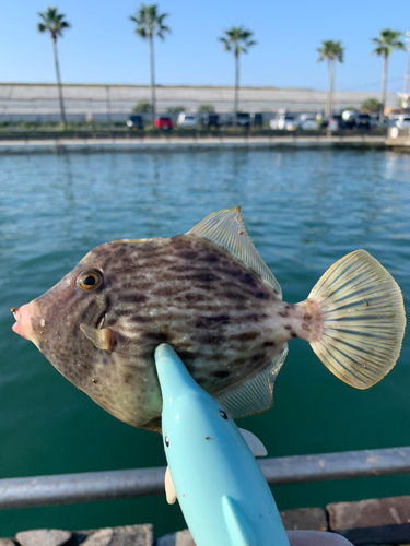 カワハギの釣果