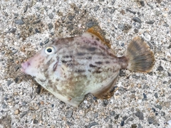 カワハギの釣果