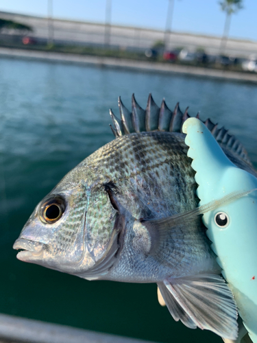 チヌの釣果