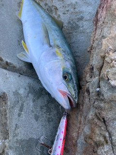 ヒラマサの釣果