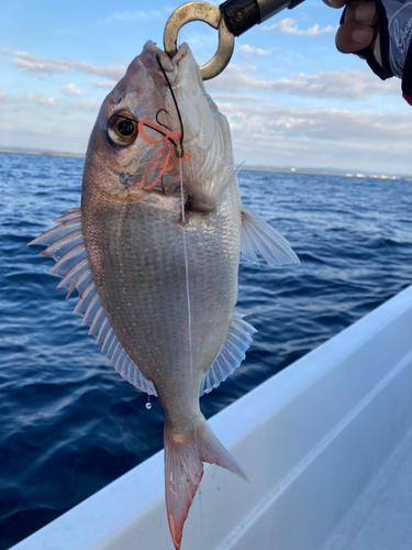 タイの釣果