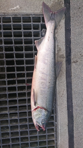 サケの釣果