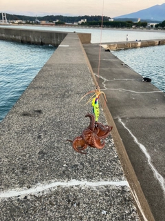 タコの釣果